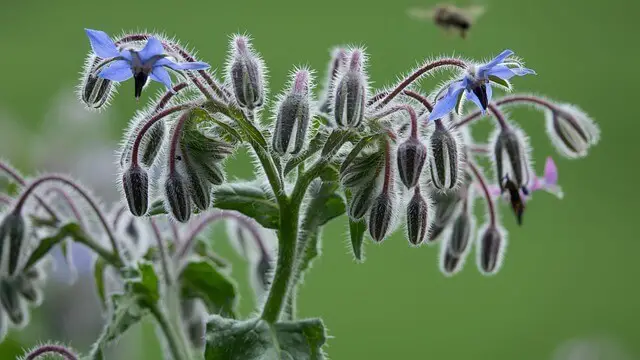 #2. Borage