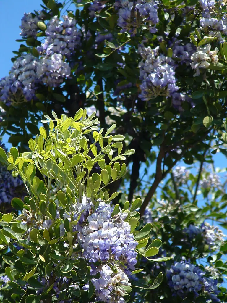 Texas Mountain Laurel (Dermatophyllum secundiflorum)