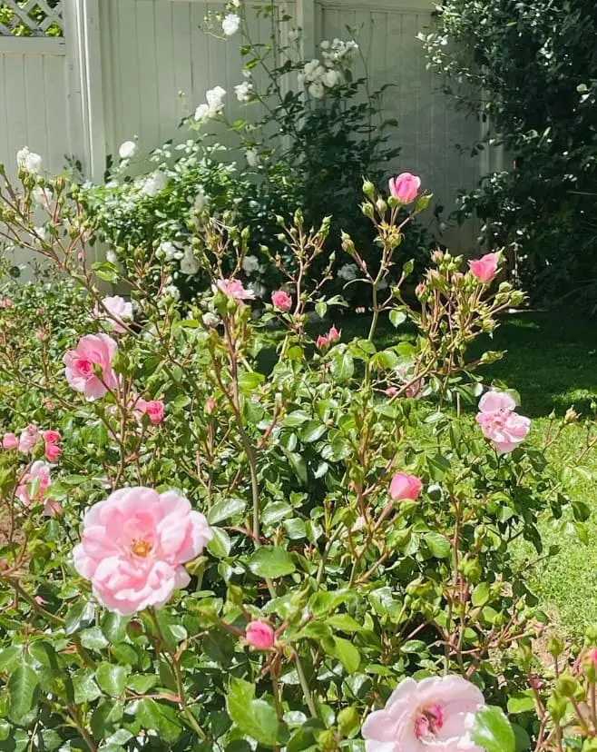 Rose Bushes (Rosa spp.): Classic Beauty, Requires More Care