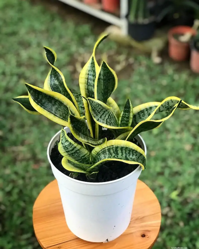 Sansevieria Trifasciata ‘Twisted Sister’