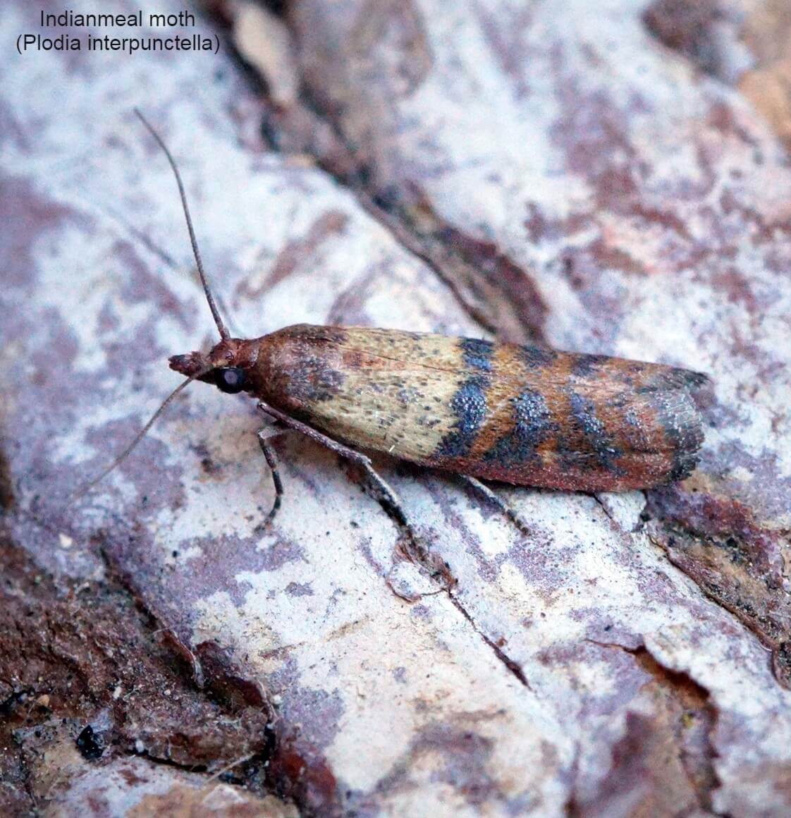 Indianmeal moth (Plodia interpunctella)