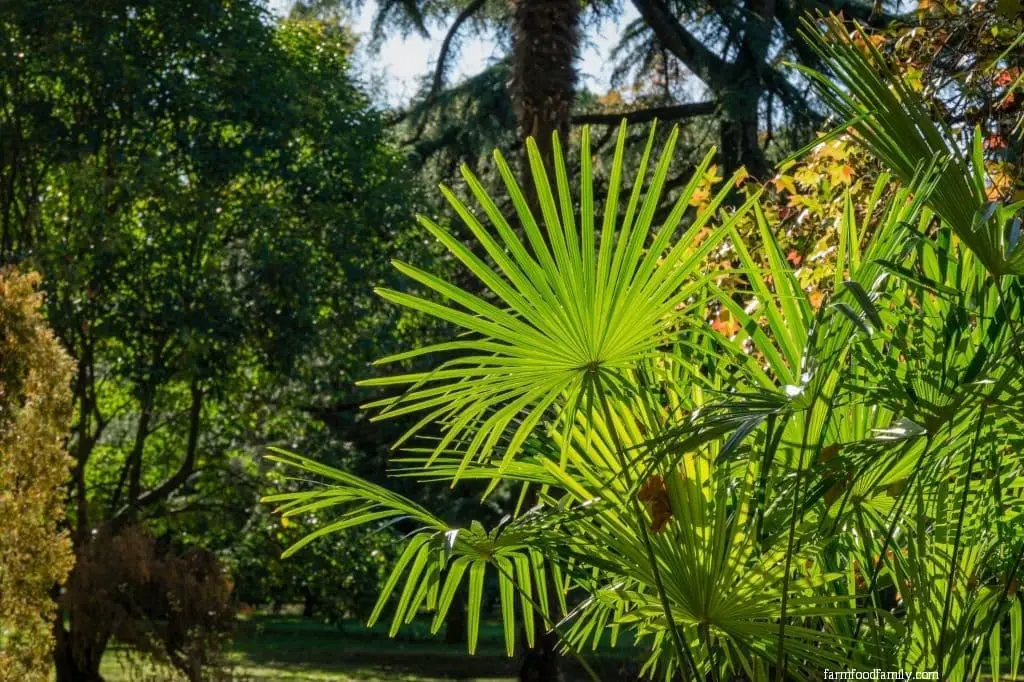 Windmill Palm (Trachycarpus Fortunei)