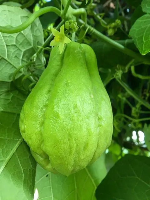 Chayote