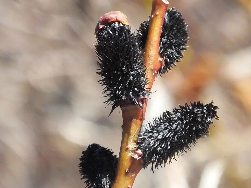 Black Cat Pussy Willow (Salix chaenomeloides Black Cat®).