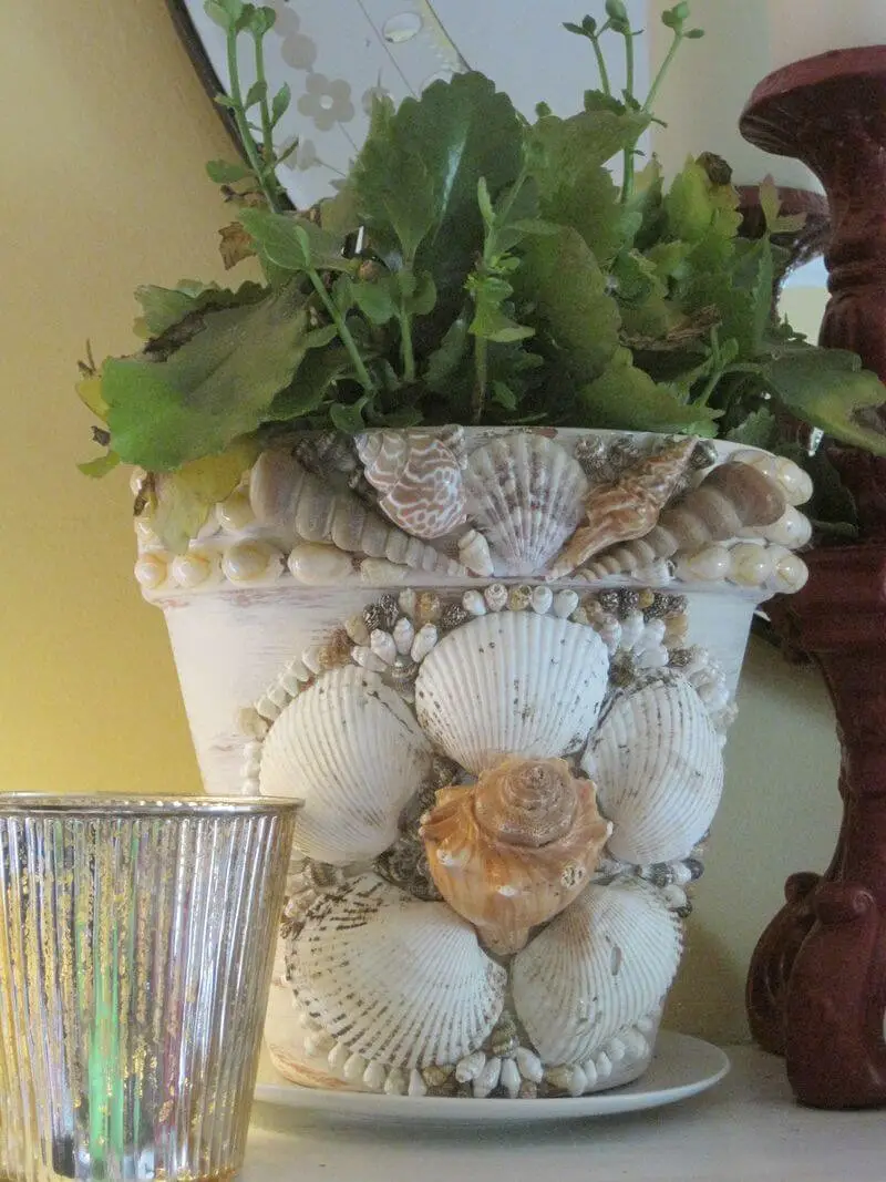 Sea shell planter