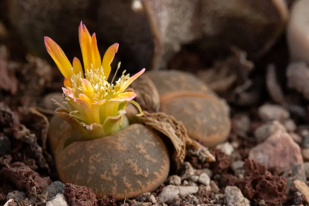 Living Stone (Lithops Aizoaceae)