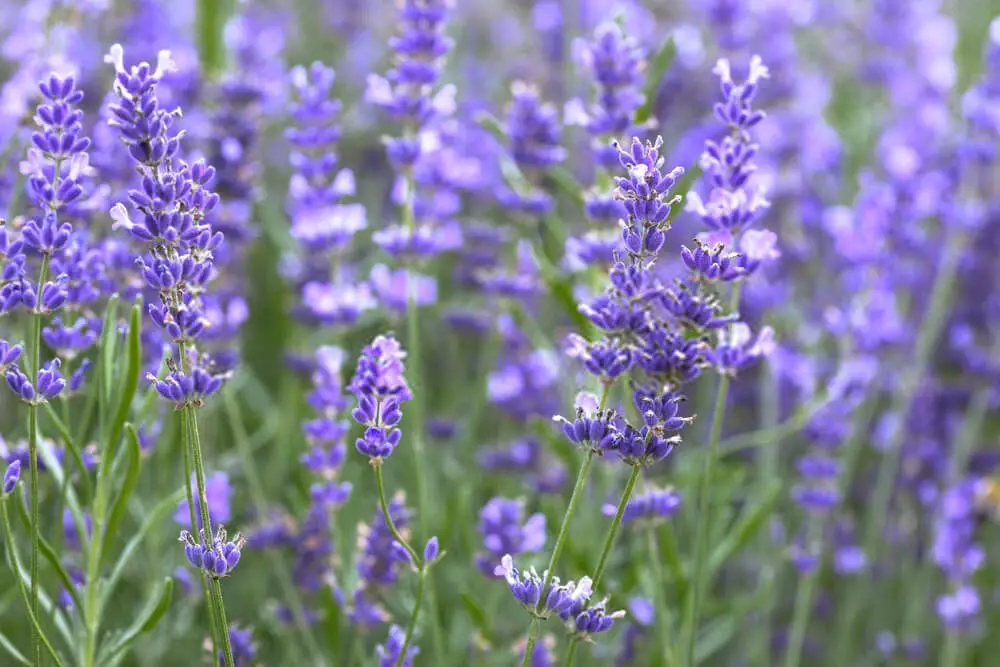 Provence (Lavandula x intermedia ‘Provence‘)