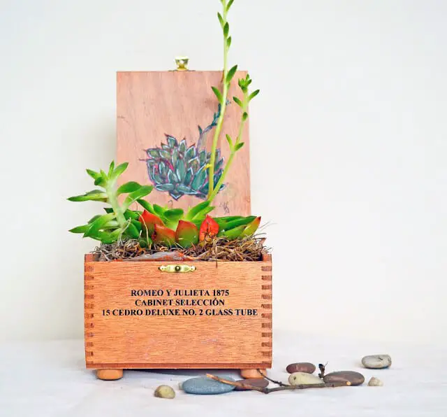 Cigar Box Planter