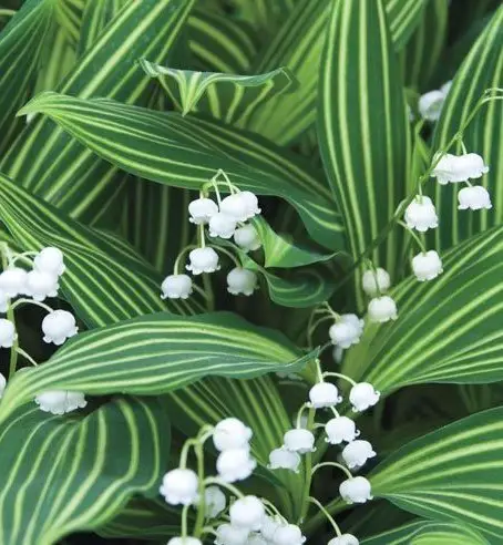 Convallaria majalis ‘Albostriata’