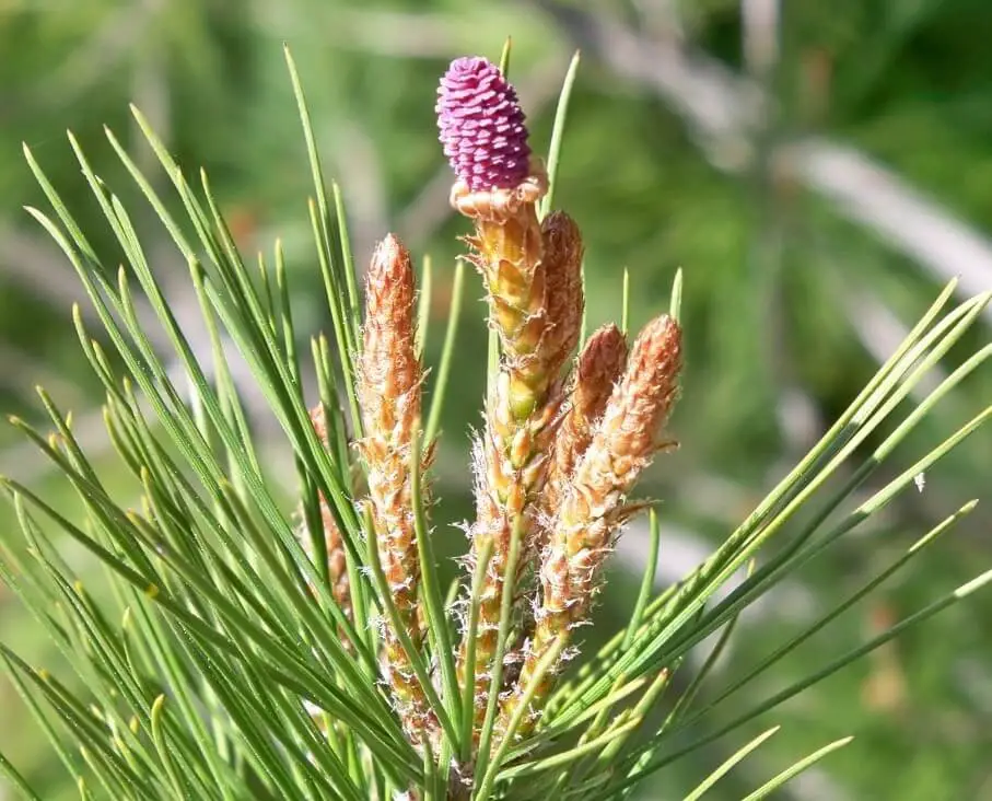 Aleppo Pine (Pinus halepensis)