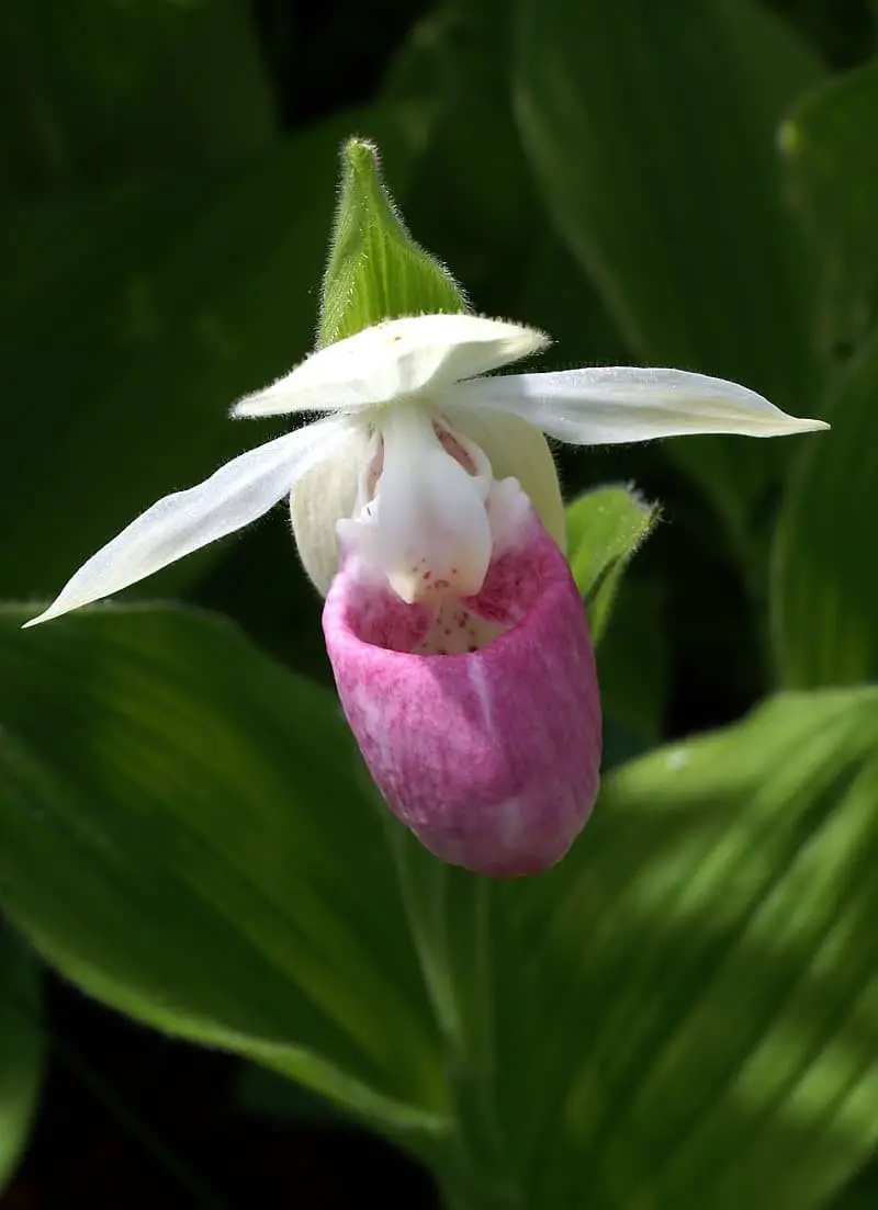 Mexican Lady’s Slipper (Cypripedium mexicanum)