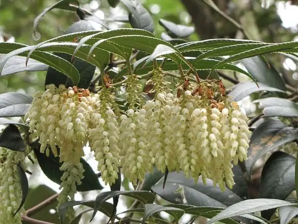 Leucothoe axillaris – North American Native