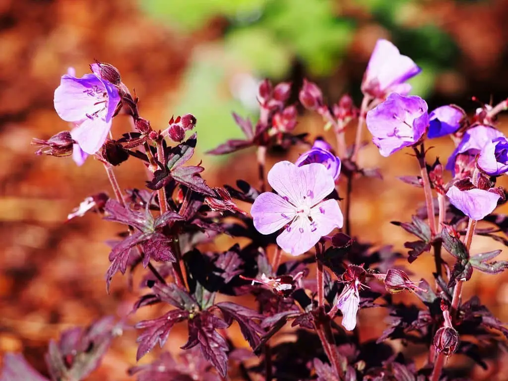 ‘Dark Reiter’ Geranium (Geranium pratense ‘Dark Reiter’).