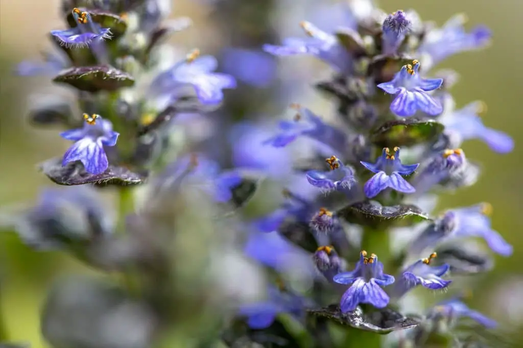 Carpetweed (Ajuga pyramidalis)