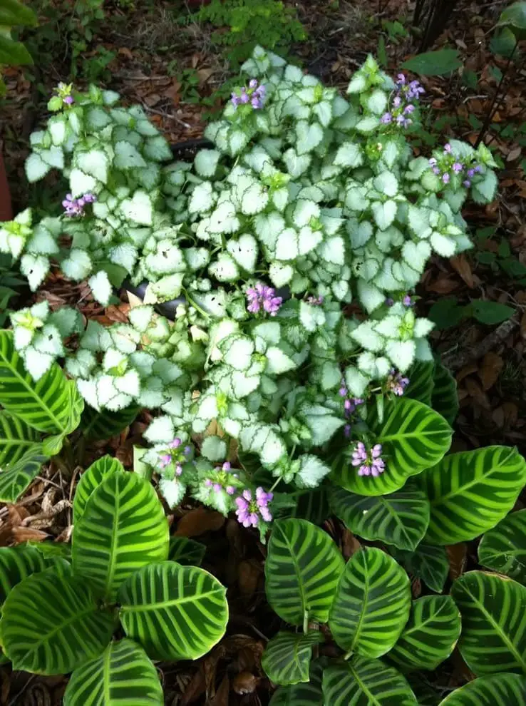 Ground Covers