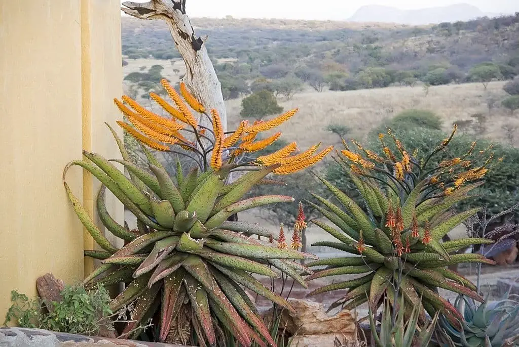 Mountain Aloe (Aloe Marlothii)