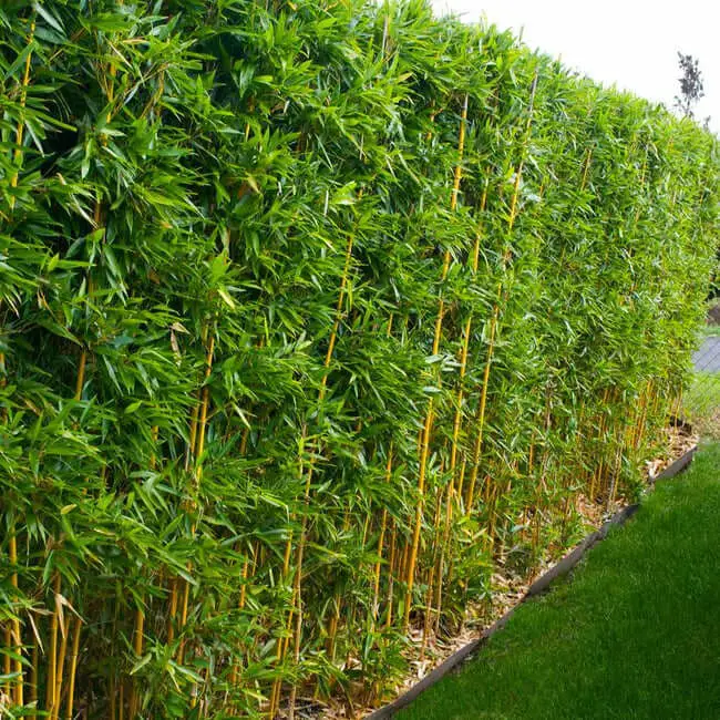 Golden Bamboo (Bambusa multiplex ‘Golden Goddess’)