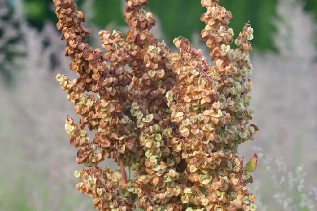 Monk’s Rhubarb (Rumex alpinus).