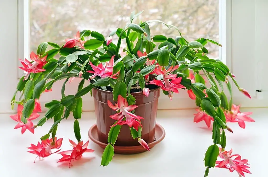 Christmas Cactus (Schlumbergera Bridgesii).