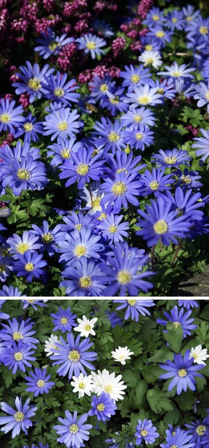 Wildflowers (Anemone Blanda)