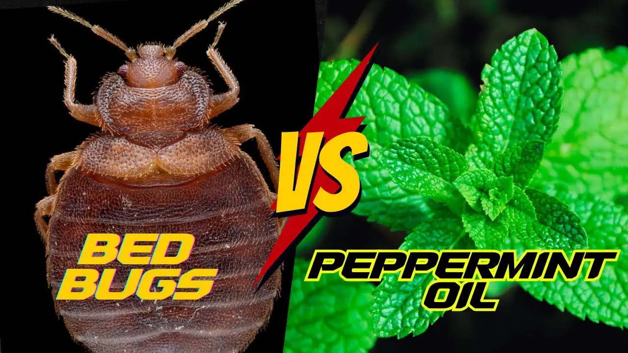 Peppermint Oil as a Pest Control Measure