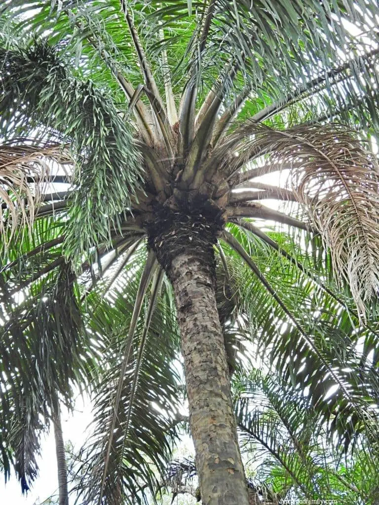 African Oil Palm (Elaeis guineensis)