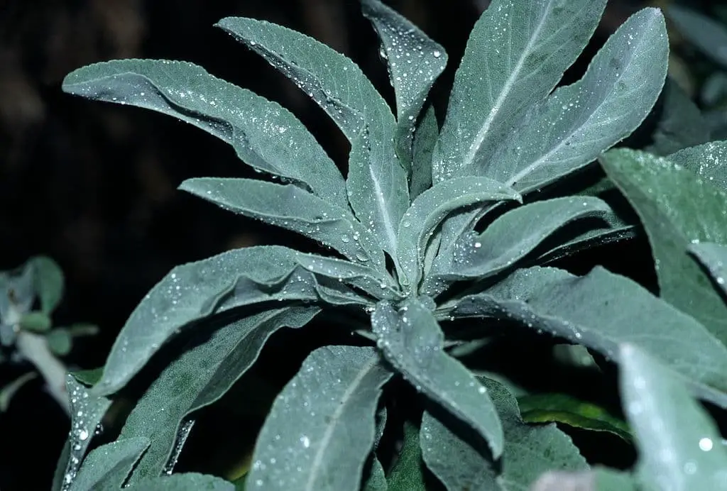 White Sage (Salvia apiana)