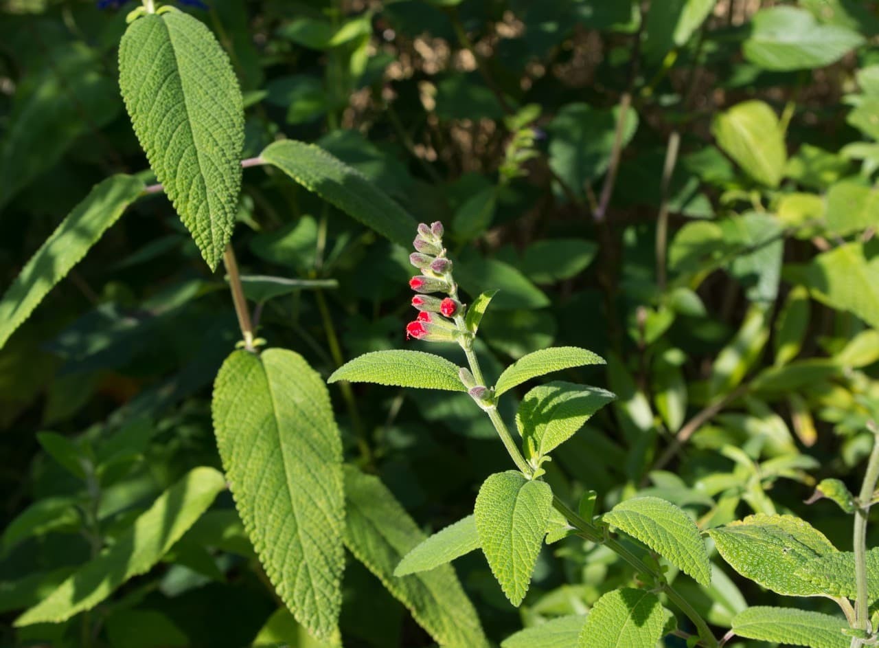 Prawn Sage (Salvia haenkei)