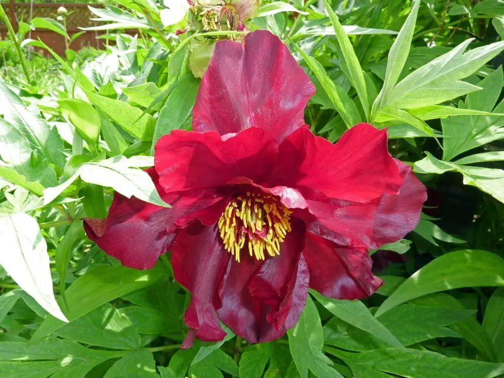 Tree Peony ‘Thunderbolt’