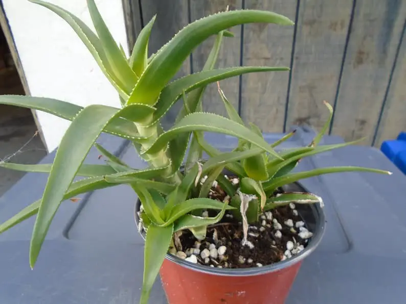 Climbing Aloes (Aloiampelos).