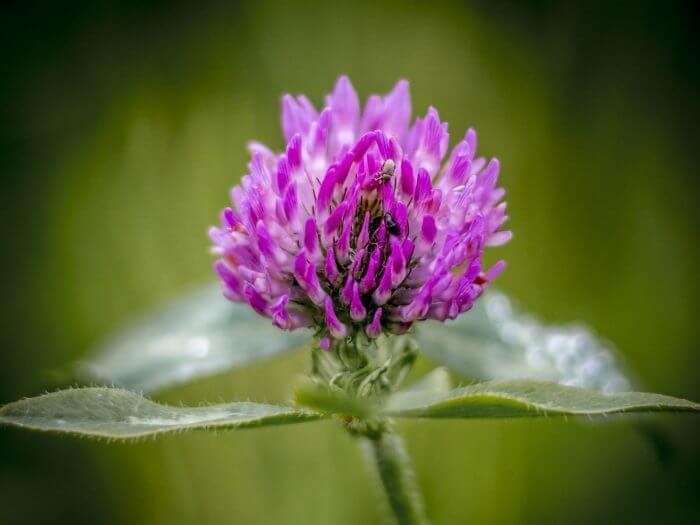 #5. Red clover