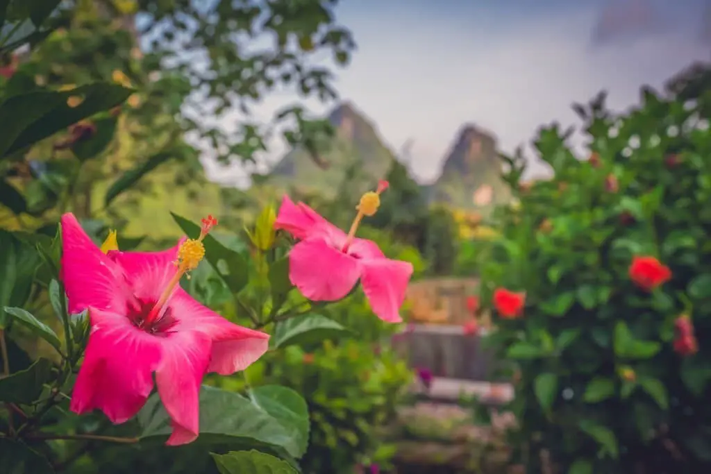 Hibiscus fragilis (the mandrinette)