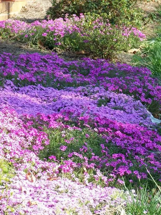 Yarrow