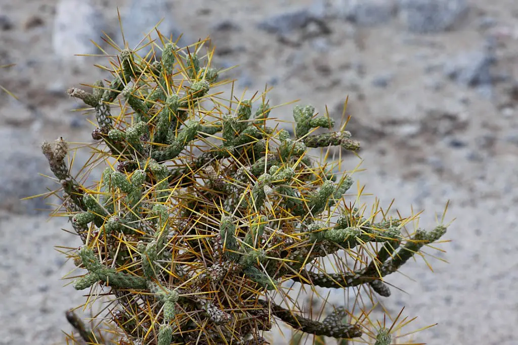 Pencil Cholla (Cylindropuntia Arbuscula)