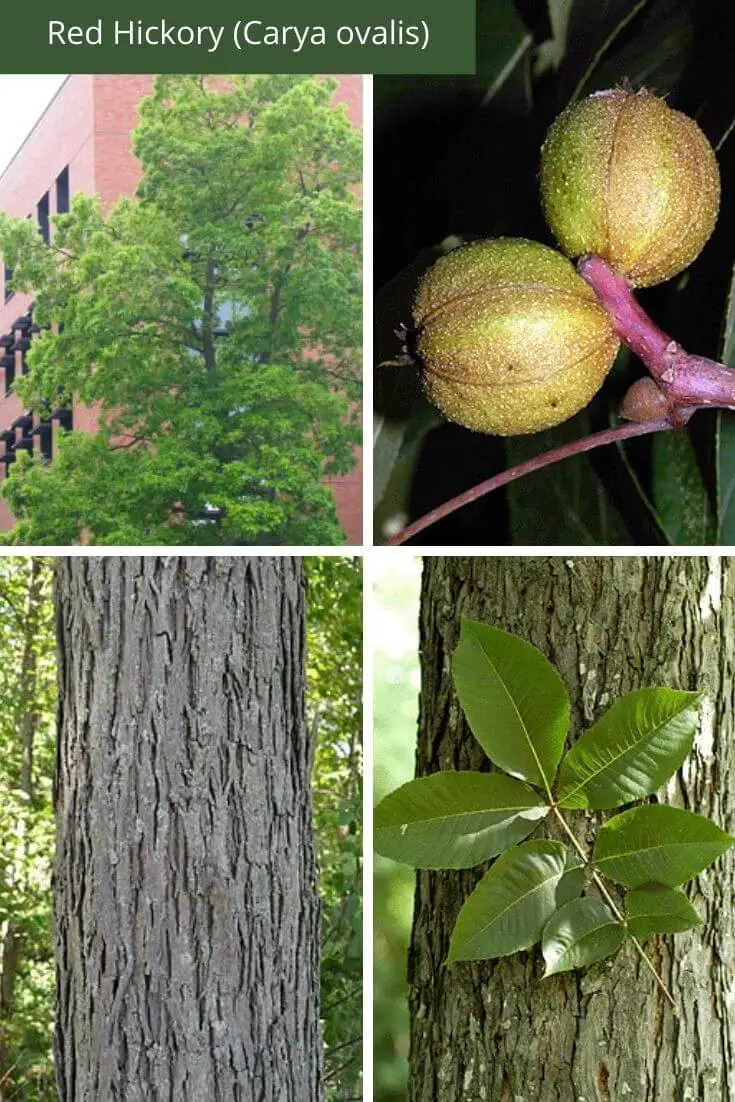 Red Hickory (Carya ovalis)