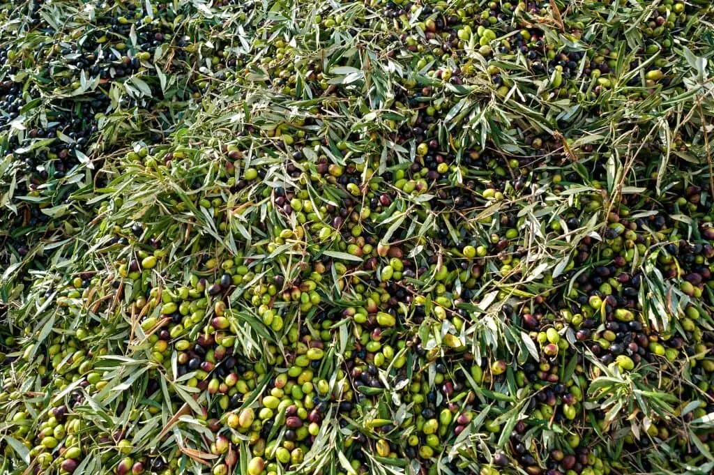Coratina Olive Tree (Olea europaea ‘Coratina’).
