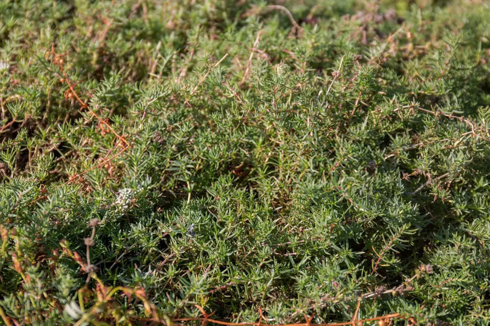 Hart’s Pennyroyal (Mentha cervina)