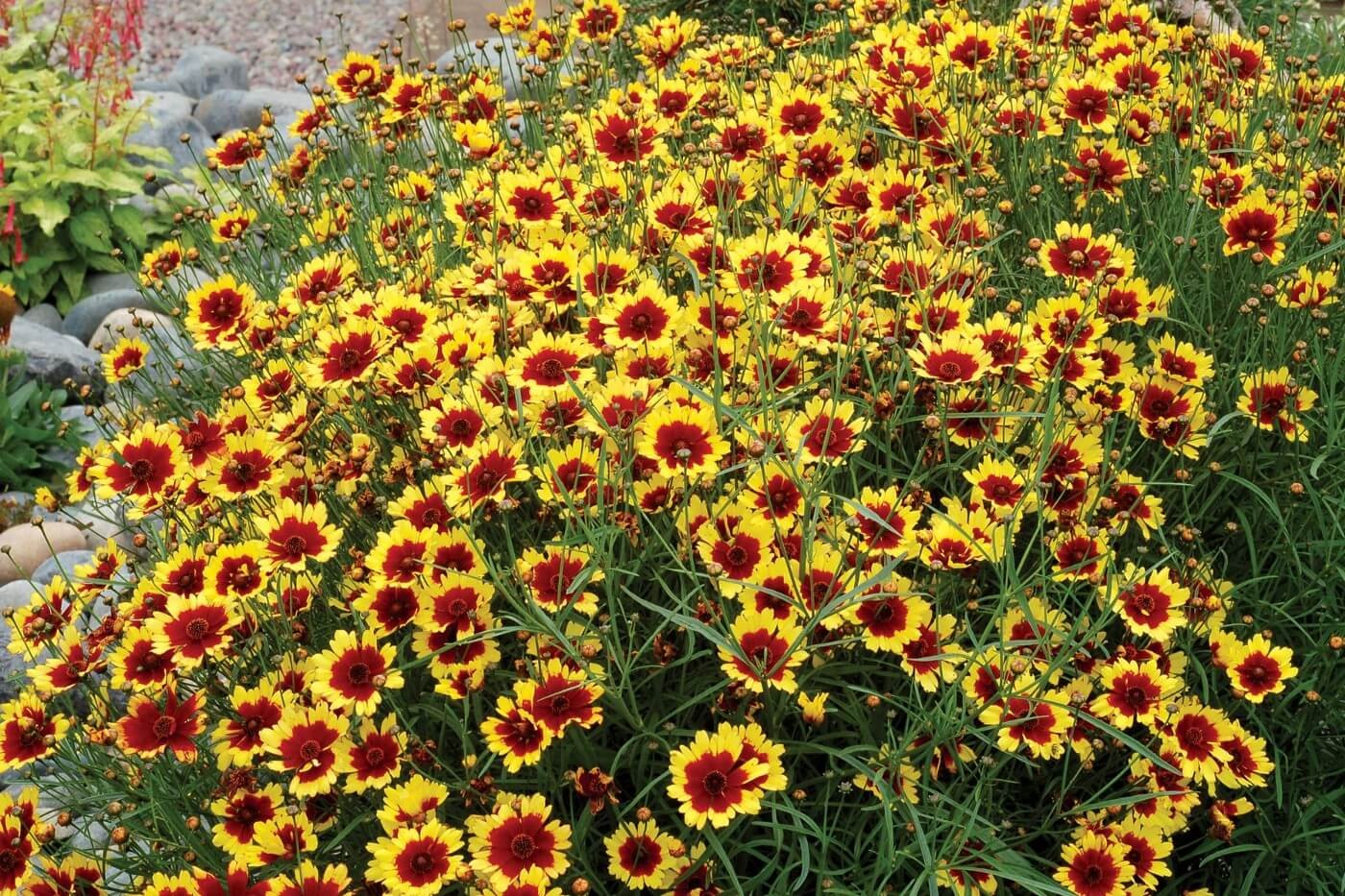 Coreopsis (Tickseed)