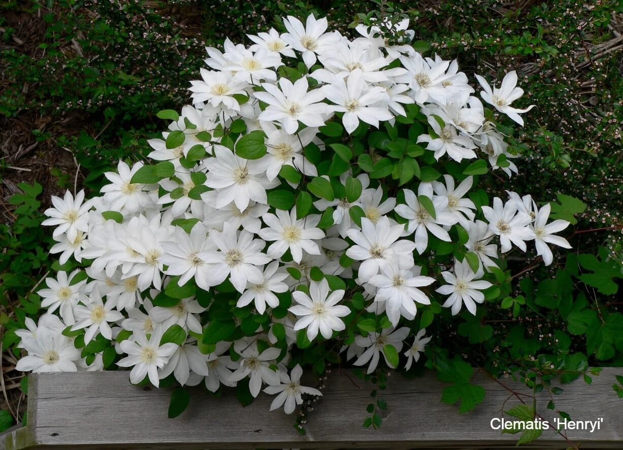 Late Summer Flowering Clematis