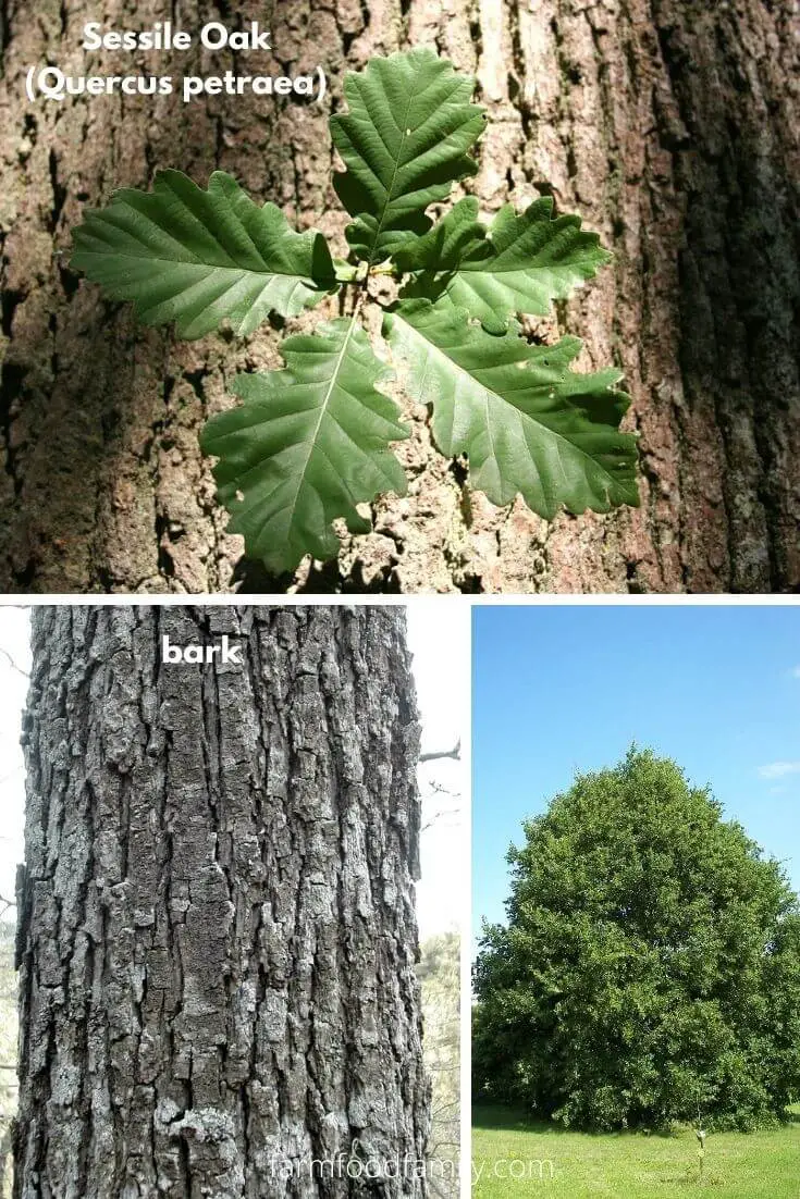 Sessile Oak (Quercus petraea)