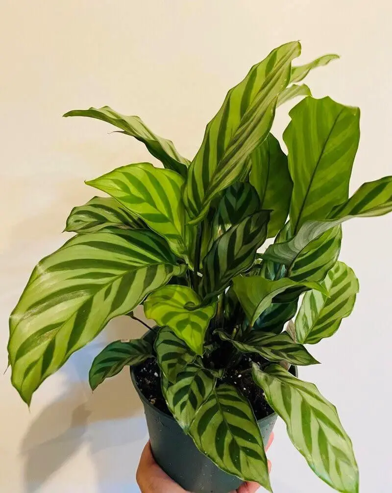 Calathea Freddie