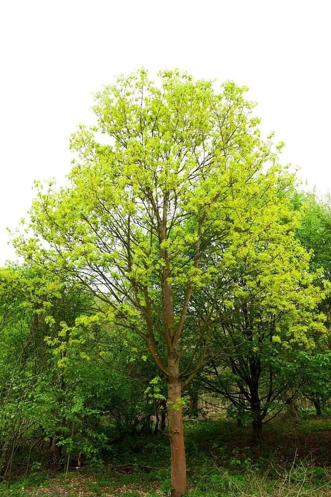 Boxelder Maple (Acer Negundo)