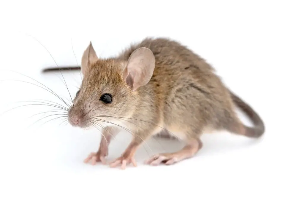 Deer Mouse (Peromyscus maniculatus)