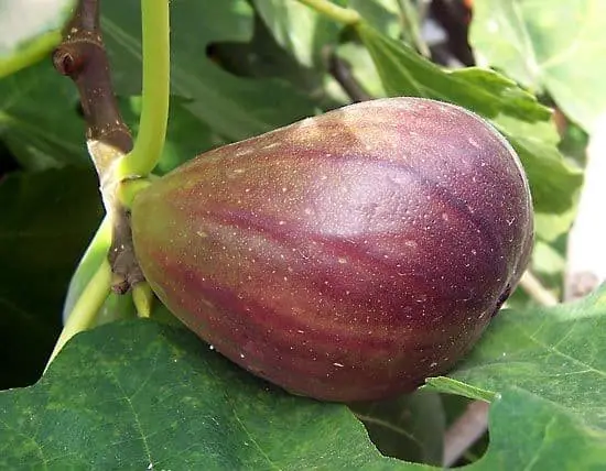 Smyrna Fig Tree