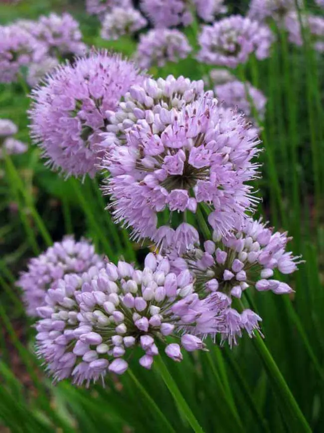 #6. Allium ’Summer Beauty’