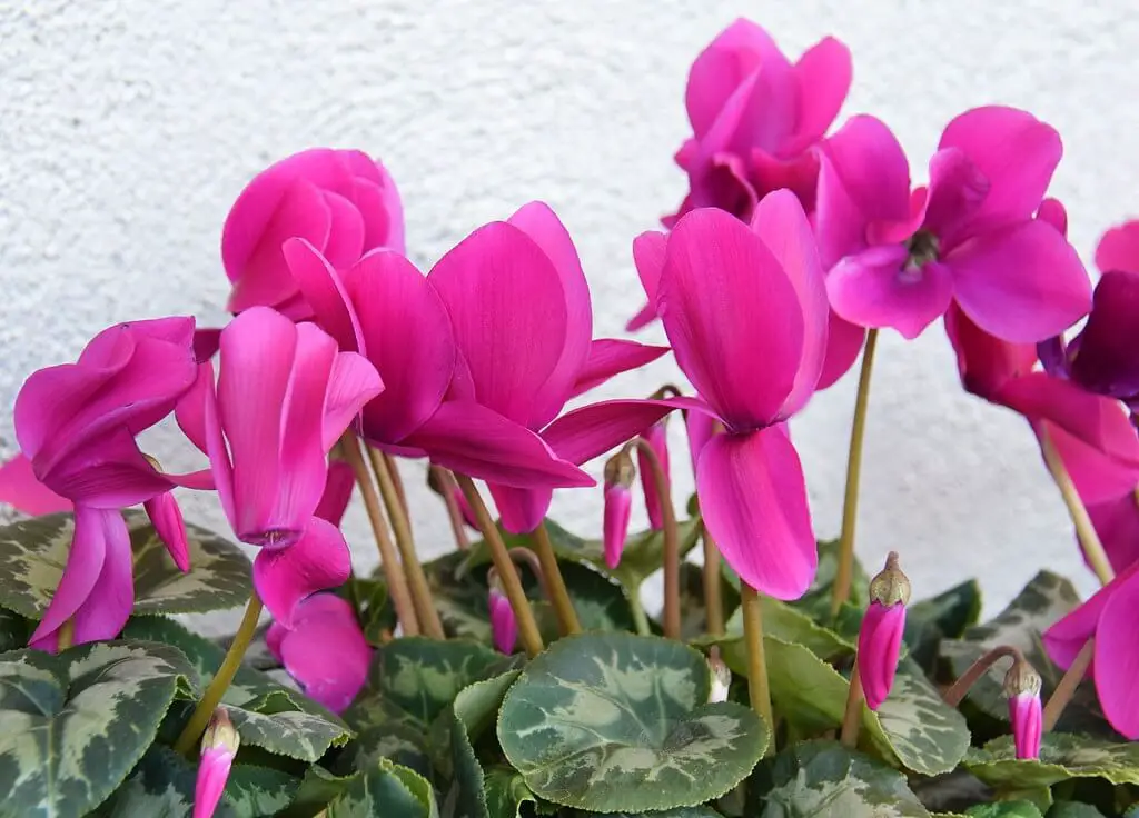 Cyclamens