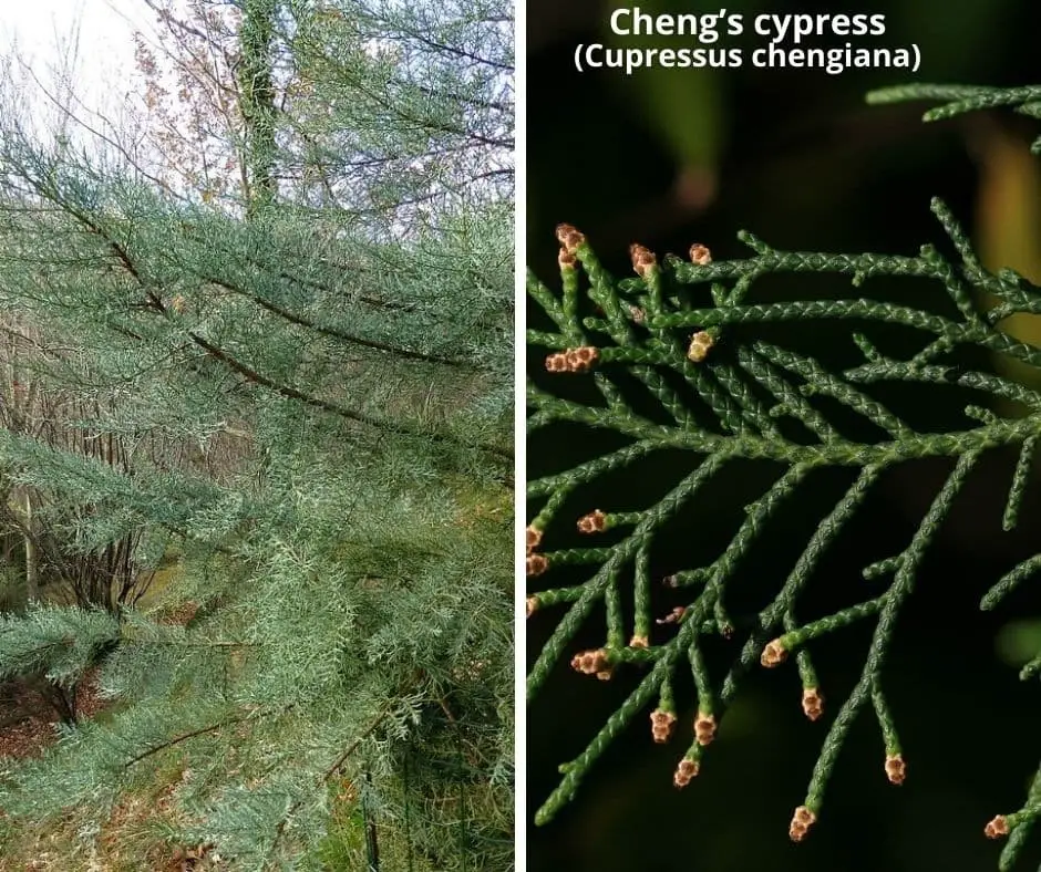 Cheng’s cypress (Cupressus chengiana)