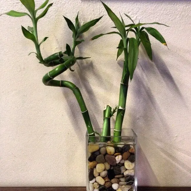 Lucky Bamboo