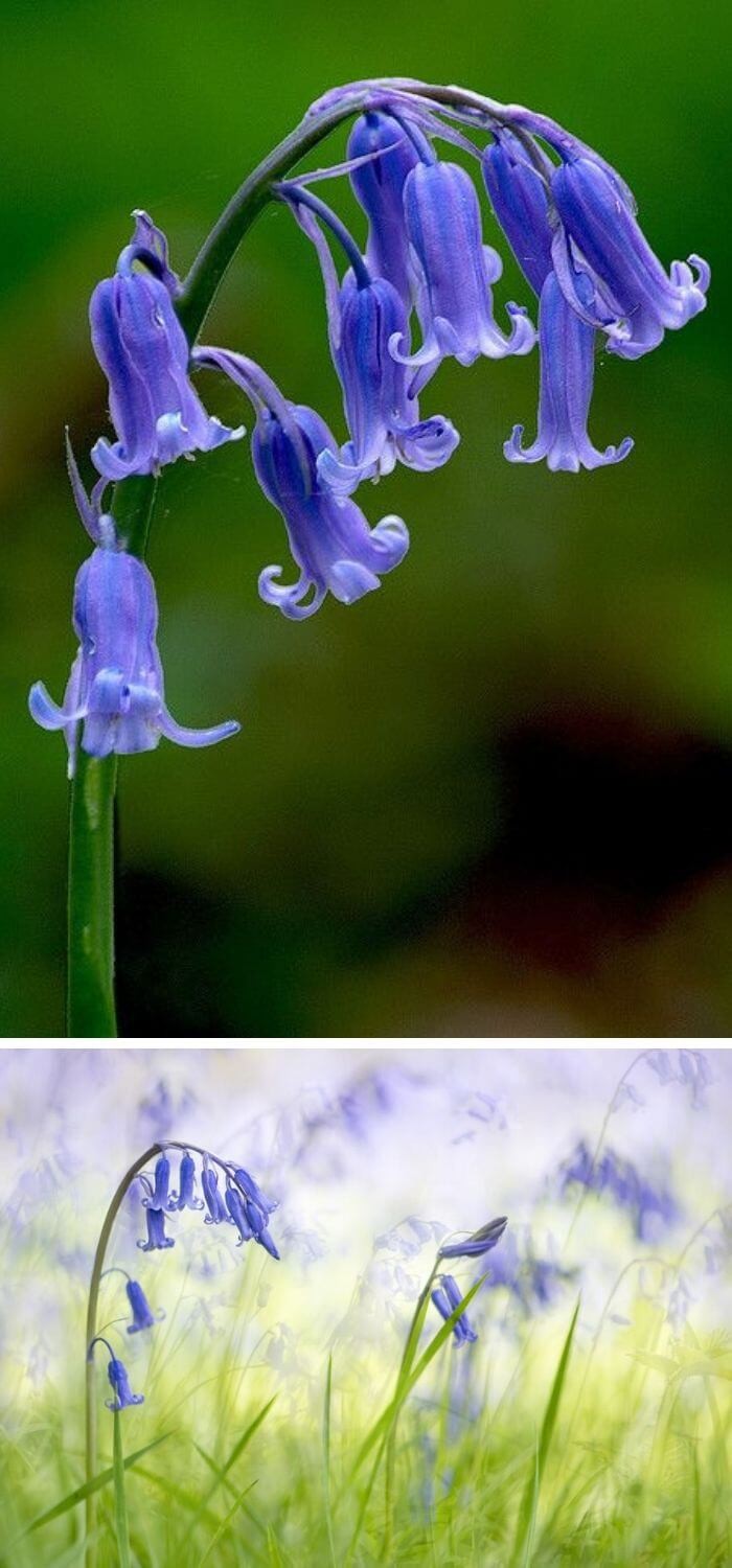 Bluebell