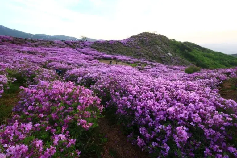 34+ Adorable Purple Shrubs And Bushes For Your Garden